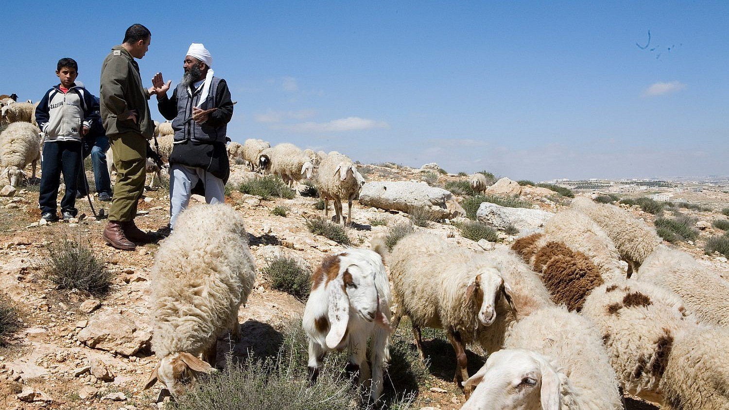 Jewish settlers poison Palestinian sheep as Israeli soldiers continue West Bank raids, killings